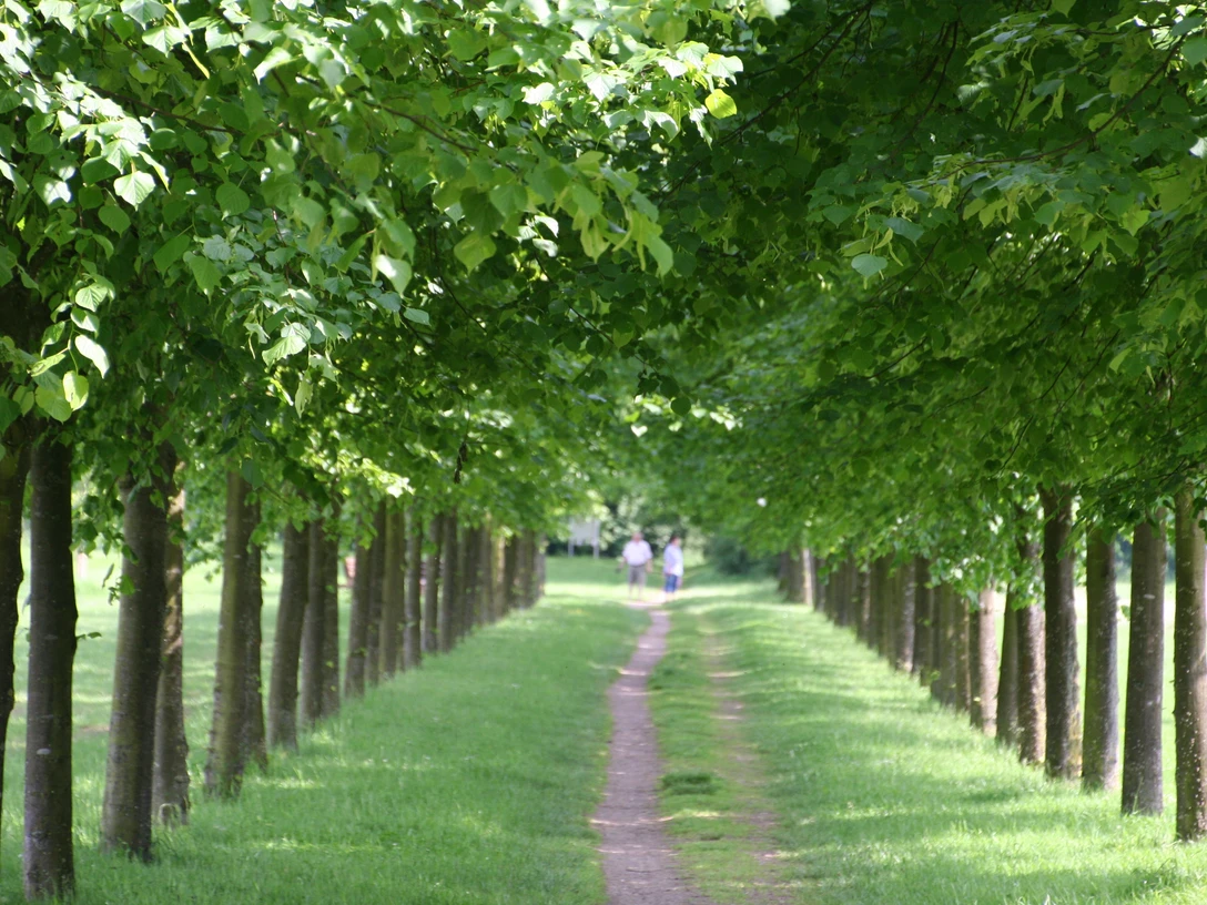 Baumpark Thedinghausen Ein grüner Weg führt zwischen dicht aneinandergereihten Bäumen hindurch, darüber üppiges Laub.