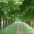 Baumpark Thedinghausen Ein grüner Weg führt zwischen dicht aneinandergereihten Bäumen hindurch, darüber üppiges Laub.