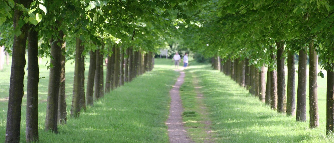 Baumpark Thedinghausen Ein grüner Weg führt zwischen dicht aneinandergereihten Bäumen hindurch, darüber üppiges Laub.