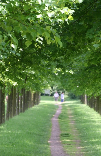 Baumpark Thedinghausen Ein grüner Weg führt zwischen dicht aneinandergereihten Bäumen hindurch, darüber üppiges Laub.A green path leads through a dense row of trees with lush foliage above.En grøn sti fører gennem en tæt række af træer med frodige blade over.Een groen pad leidt door een dichte rij bomen met weelderig gebladerte erboven.