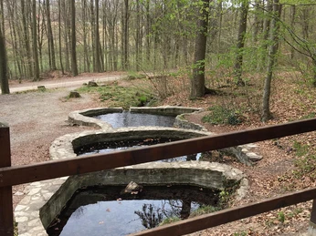 1Ducksteinquelle bei Moringen Die drei Becken der Ducksteinquelle im Wald bei Moringen.