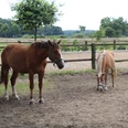 Zwei Pferde auf einem grasbedeckten Paddock, umgeben von Holzzäunen und grüner Landschaft.