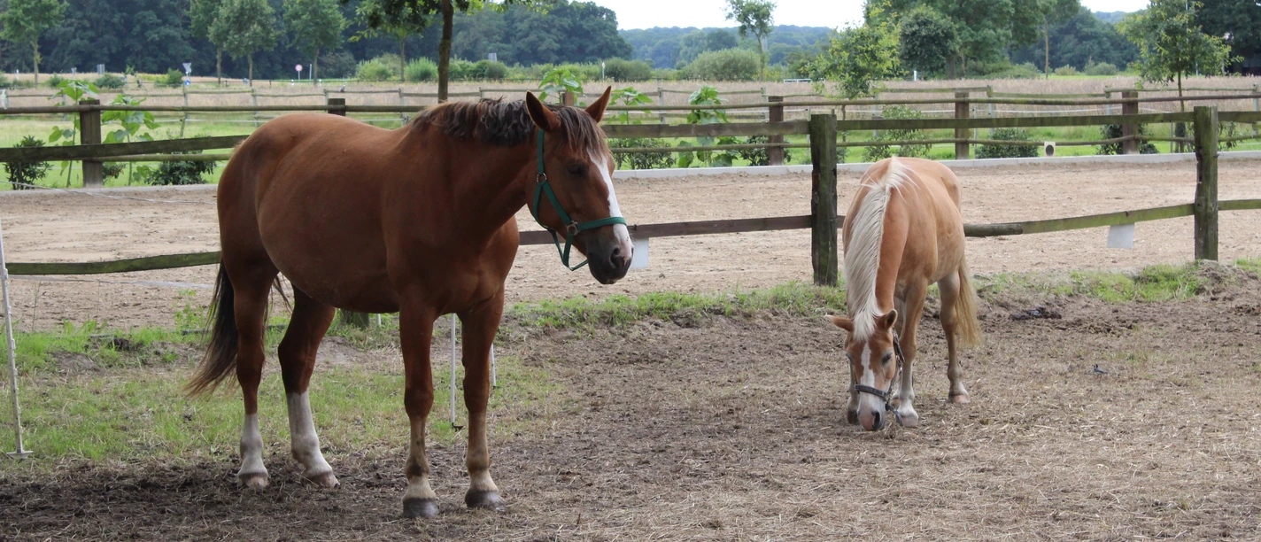 Zwei Pferde auf einem grasbedeckten Paddock, umgeben von Holzzäunen und grüner Landschaft.