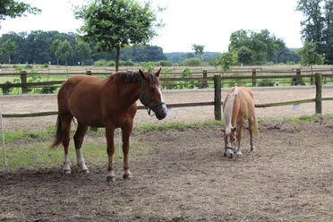 Pferde Zwei Pferde auf einem grasbedeckten Paddock, umgeben von Holzzäunen und grüner Landschaft.