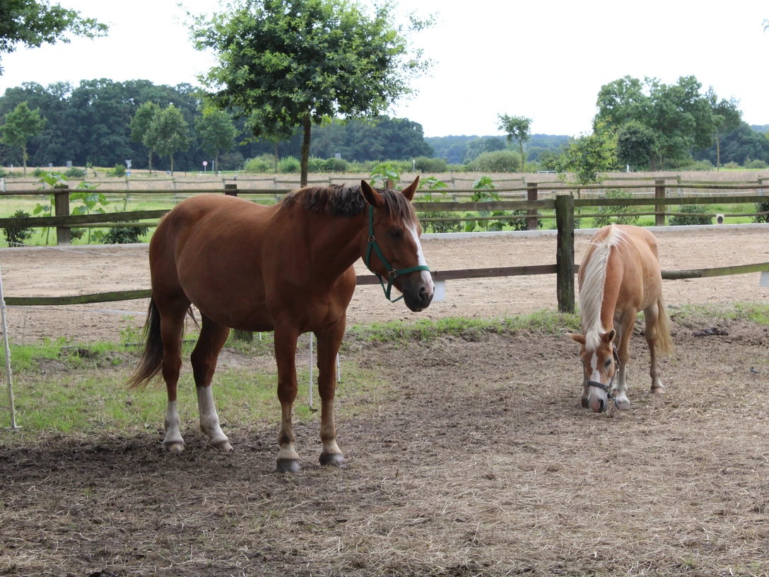 Pferde Zwei Pferde auf einem grasbedeckten Paddock, umgeben von Holzzäunen und grüner Landschaft.