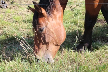 Ein braunes Pferd grast auf einer Wiese, umgeben von grünen Gräsern und einem Zaun im Hintergrund.