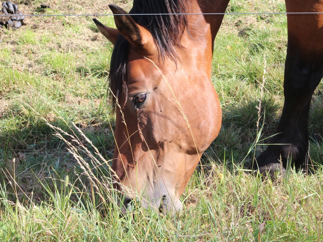 Ein braunes Pferd grast auf einer Wiese, umgeben von grünen Gräsern und einem Zaun im Hintergrund.
