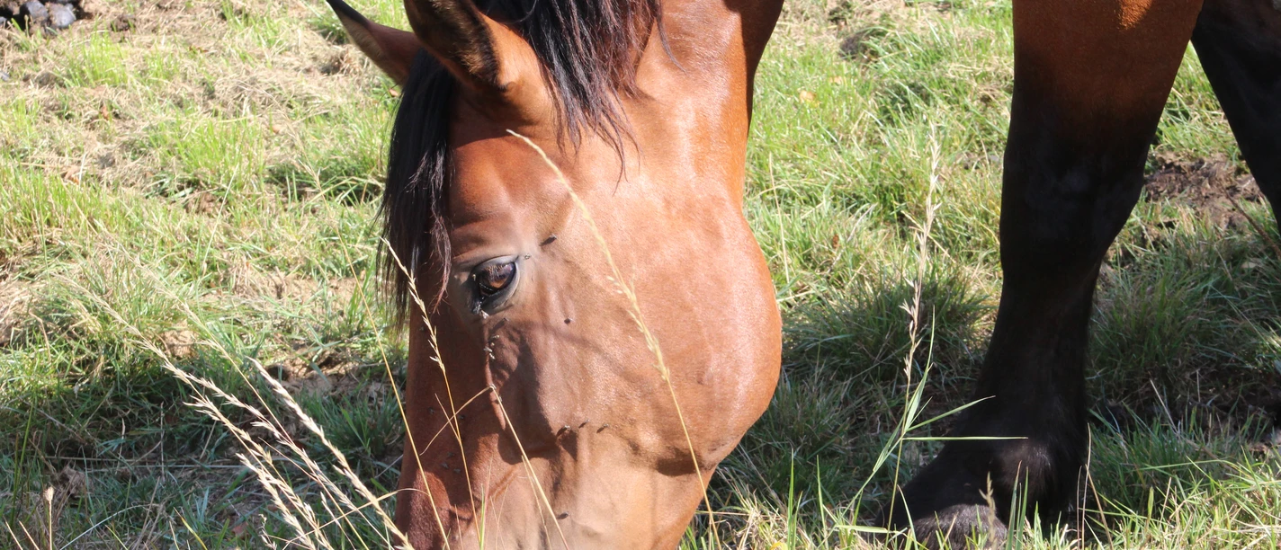 Ein braunes Pferd grast auf einer Wiese, umgeben von grünen Gräsern und einem Zaun im Hintergrund.