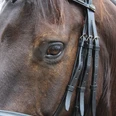 Braunes Pferd mit Zaumzeug, Blick auf ein Auge. Licht betont die feine Struktur des Fells.