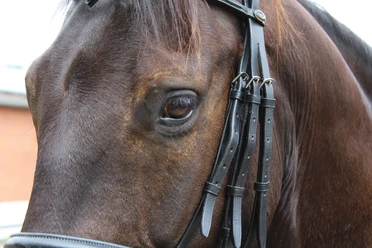 Pferd Braunes Pferd mit Zaumzeug, Blick auf ein Auge. Licht betont die feine Struktur des Fells.