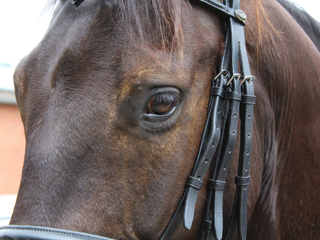 Pferd Braunes Pferd mit Zaumzeug, Blick auf ein Auge. Licht betont die feine Struktur des Fells.