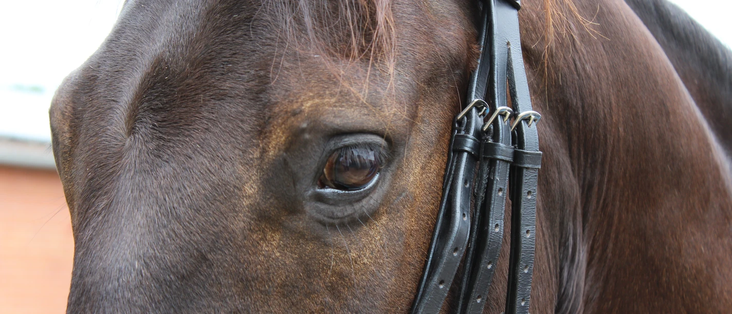 Pferd Braunes Pferd mit Zaumzeug, Blick auf ein Auge. Licht betont die feine Struktur des Fells.
