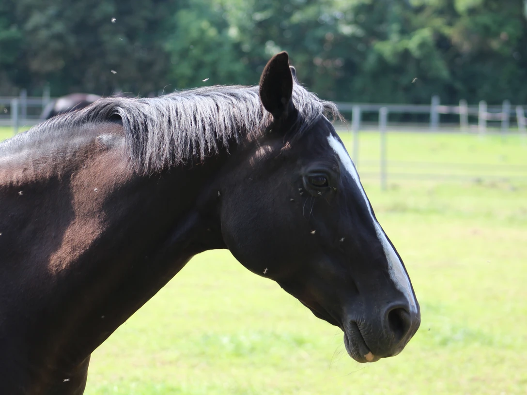 Pferd Braunes Pferd mit weißer Blesse blickt nach rechts. Im Hintergrund sind Weidenzäune sichtbar.