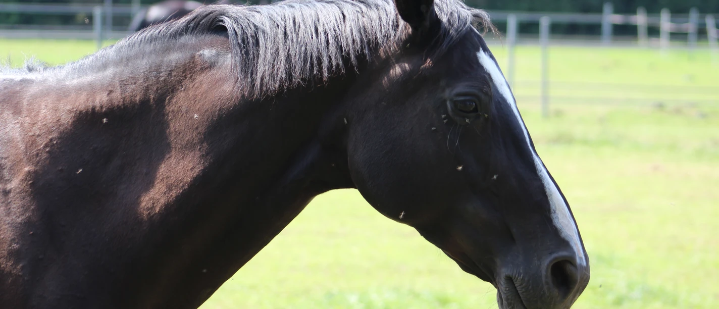 Pferd Braunes Pferd mit weißer Blesse blickt nach rechts. Im Hintergrund sind Weidenzäune sichtbar.