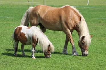 Pferd und Pony Ein hellbraunes Pferd und ein kleineres Falbpony grasen zusammen auf einer grünen Wiese.