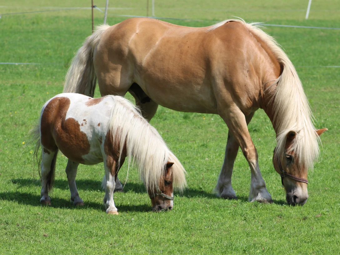 Pferd und Pony Ein hellbraunes Pferd und ein kleineres Falbpony grasen zusammen auf einer grünen Wiese.A light brown horse and a smaller dun pony graze together in a green meadow.En lysebrun hest og en mindre gråbrun pony græsser sammen på en grøn eng.Een lichtbruin paard en een kleinere dunn pony grazen samen in een groene weide.