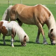 Pferd und Pony Ein hellbraunes Pferd und ein kleineres Falbpony grasen zusammen auf einer grünen Wiese.
