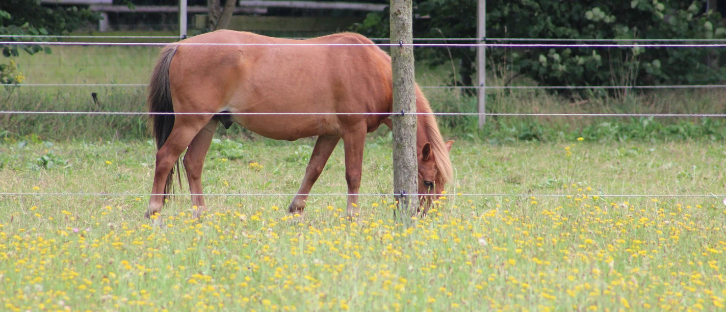 Pferd Ein braunes Pferd steht friedlich auf einer grünen Wiese und grast hinter einem Elektrozaun.
