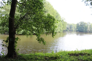 Ein ruhiger See von Bäumen umgeben, mit sanften Wellen und bewachsenen Ufern beim SG Uchte.