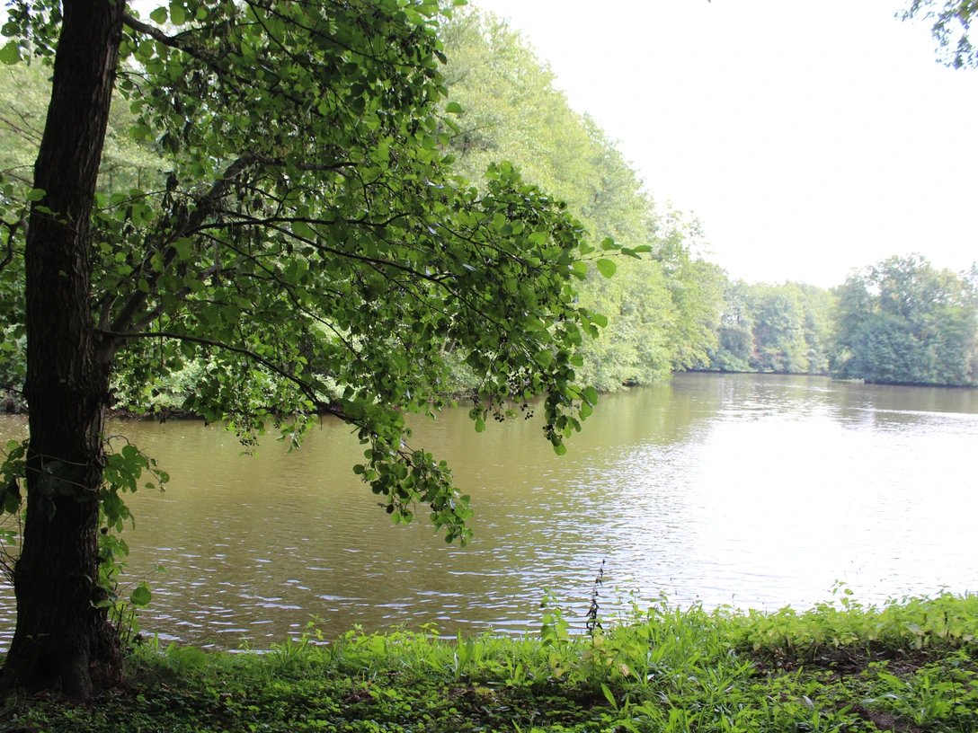 Ein ruhiger See von Bäumen umgeben, mit sanften Wellen und bewachsenen Ufern beim SG Uchte.