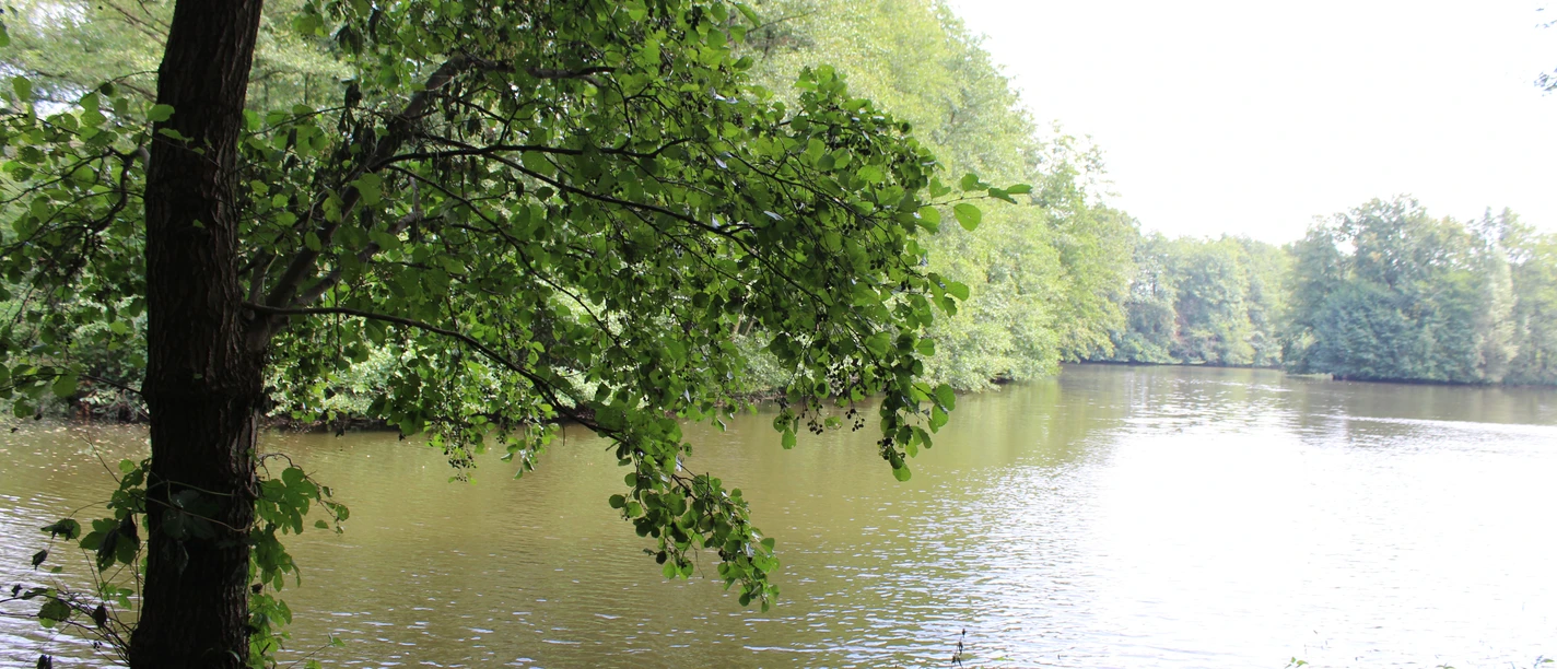 Ein ruhiger See von Bäumen umgeben, mit sanften Wellen und bewachsenen Ufern beim SG Uchte.