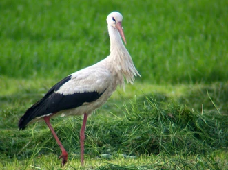 Leinepolder Weißstorch Weißstorch mit schwarzen Flügeln steht im grünen Gras des Leinepolders bei Einbeck