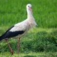 Leinepolder Weißstorch Weißstorch mit schwarzen Flügeln steht im grünen Gras des Leinepolders bei Einbeck