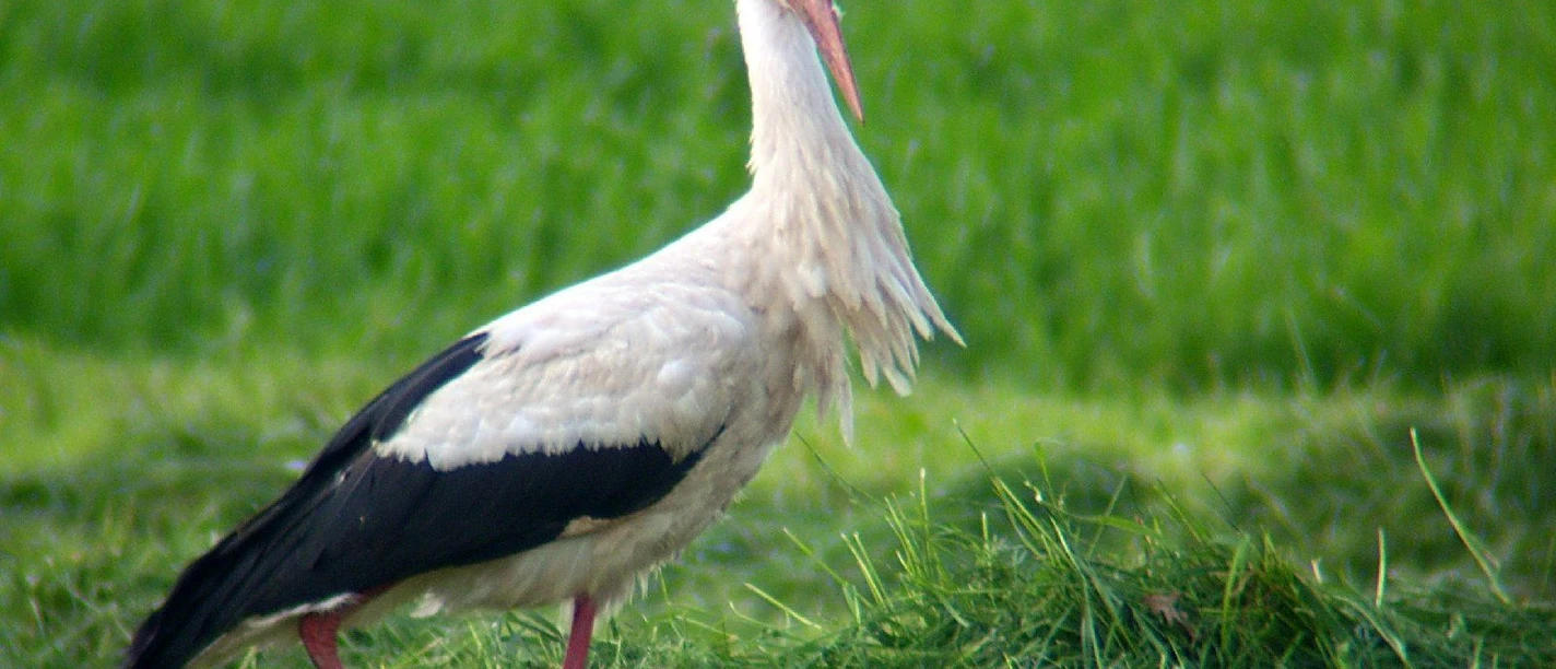 Witte ooievaar met zwarte vleugels staat in het groene gras van de Leinepolder bij Einbeck