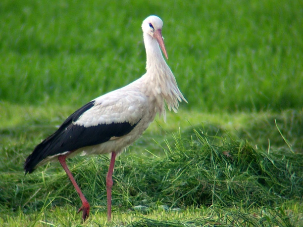 Leinepolder Weißstorch Weißstorch mit schwarzen Flügeln steht im grünen Gras des Leinepolders bei Einbeck