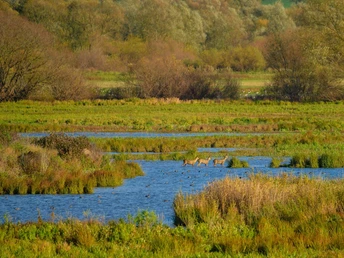 1Leinepolder Tiere im Leinepolder in Salzderhelden.