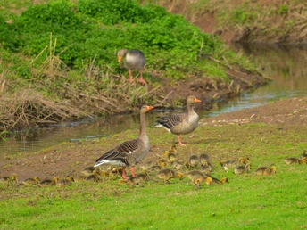 1Leinepolder Graugänse Aufnahme von Graugänsen im Naturschutzgebiet Leinepolder