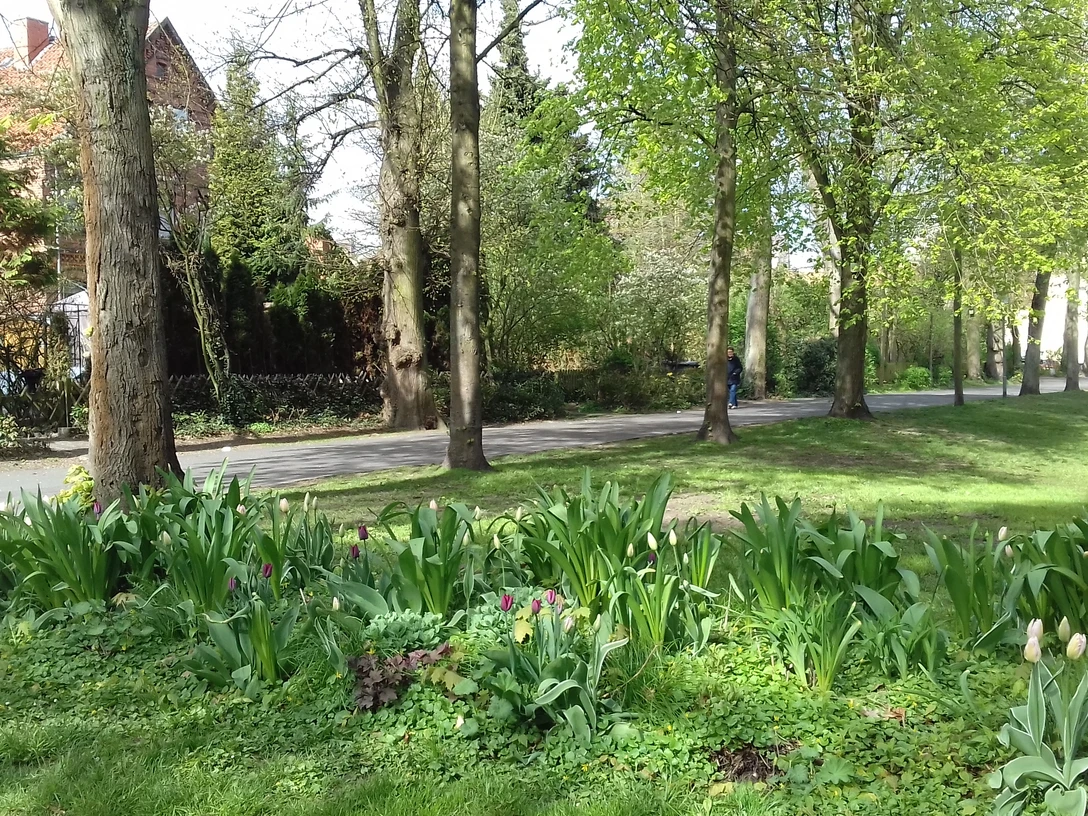 Eine grüne Parklandschaft mit Bäumen, blühenden Tulpen und einem Spazierweg im Hintergrund.