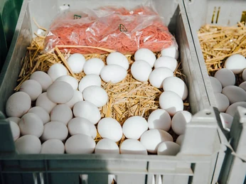 Wochenmarkt auf dem Neptunplatz Frische weiße Eier liegen in grauen Kisten auf einem Bett aus Stroh. Fresh white eggs lie in gray crates on a bed of straw.