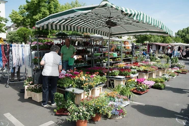 Weekly market on the Auerpackplatz Traders proudly display colorful plants at the lively weekly market on Cologne's Auerbachplatz.