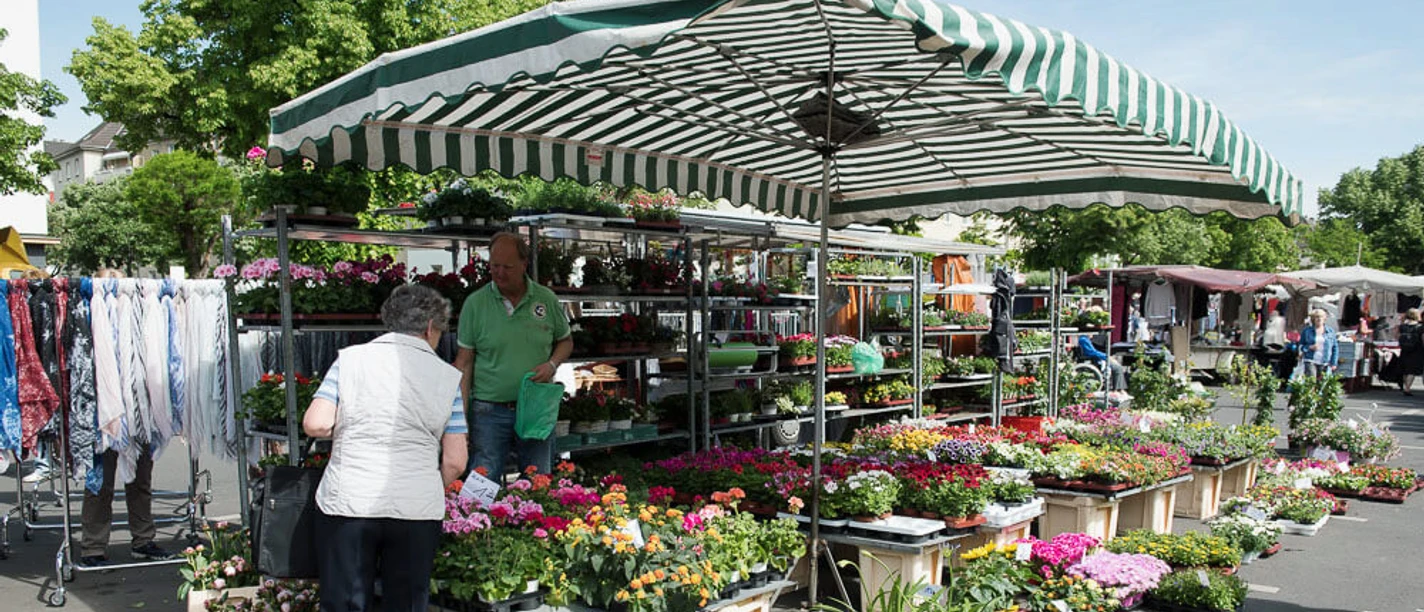 Weekly market on the Auerpackplatz Traders proudly display colorful plants at the lively weekly market on Cologne's Auerbachplatz.
