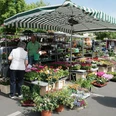 Wochenmarkt auf dem Auerpackplatz Auf dem lebhaften Wochenmarkt am Kölner Auerbachplatz zeigen Händler stolz bunte Pflanzen.Traders proudly display colorful plants at the lively weekly market on Cologne's Auerbachplatz.