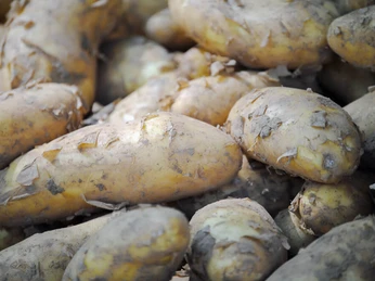 Wochenmarkt in Deutz Kartoffeln liegen dicht beieinander; sie sind teilweise noch mit Erde bedeckt.Potatoes lie close together; some of them are still covered with soil.