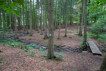 Zwickenbachtal