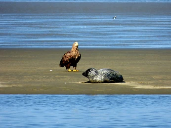 Adler und Seehund
