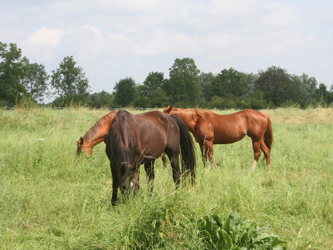 Pferde Zwei Pferde grasen friedlich auf einer grünen Wiese umgeben von Bäumen und einem bewölkten Himmel.