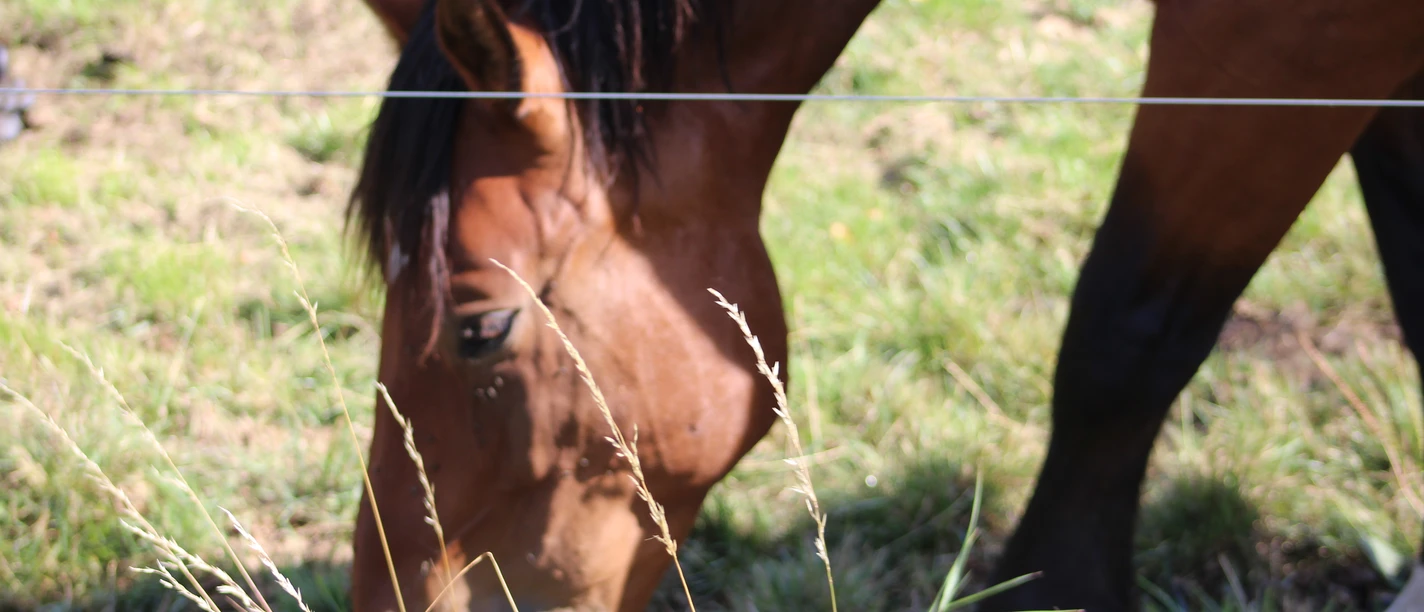 Braunes Pferd grast auf einer grünen Wiese, von einem Zaun begrenzt. Fokus auf Kopfpartie und Gras.
