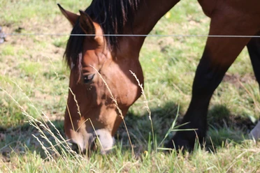 Pferd Braunes Pferd grast auf einer grünen Wiese, von einem Zaun begrenzt. Fokus auf Kopfpartie und Gras.