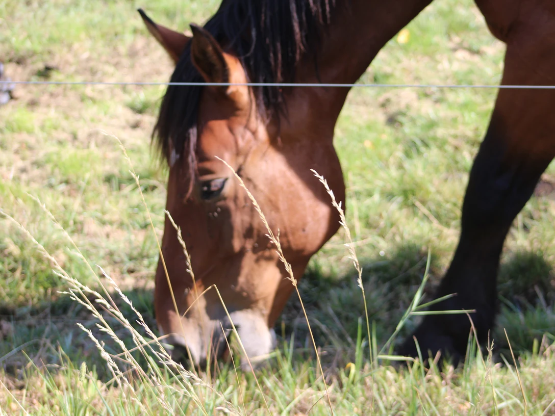 Pferd Braunes Pferd grast auf einer grünen Wiese, von einem Zaun begrenzt. Fokus auf Kopfpartie und Gras.