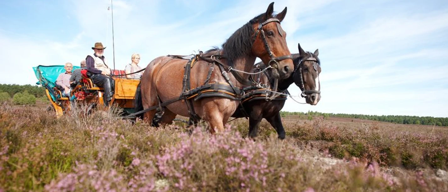 kutschfahrt-lueneburger-heide.jpg