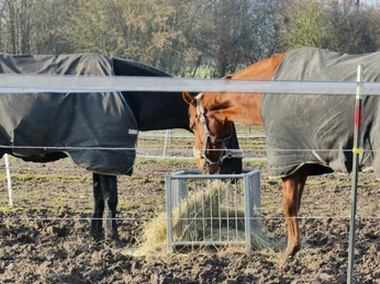 zwei-pferde-auf-der-weide