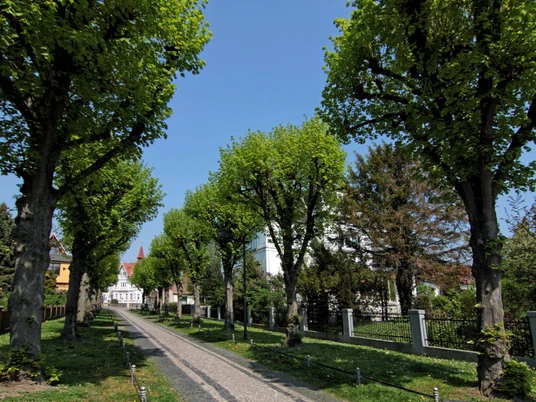1Bürgermeisterwall bei Sonnenschein Bürgermeisterwall umgeben von Bäumen bei Sonnenschein.