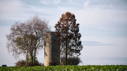 Modexer Turm bei Brakel Der Modexer Turm erhebt sich hinter Bäumen auf einer grünen Wiese unter einem wolkigen Himmel.