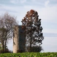 Modexer Turm bei Brakel Der Modexer Turm erhebt sich hinter Bäumen auf einer grünen Wiese unter einem wolkigen Himmel.
