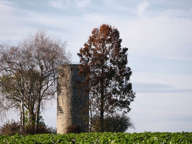 Modexer Turm bei Brakel Der Modexer Turm erhebt sich hinter Bäumen auf einer grünen Wiese unter einem wolkigen Himmel.