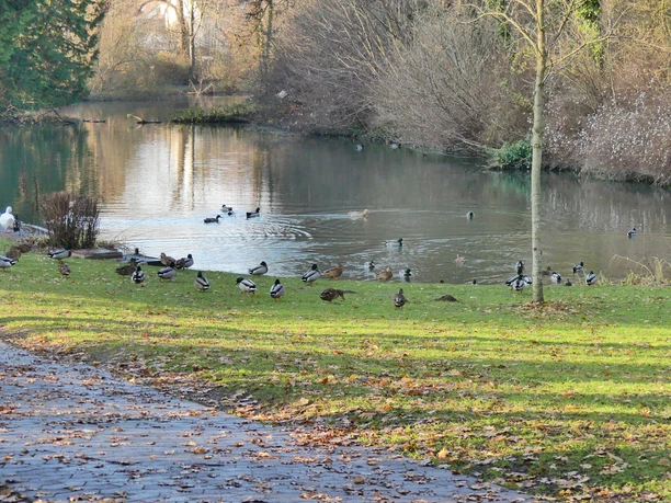 Teich am Krähengraben teich-am-kraehengraben